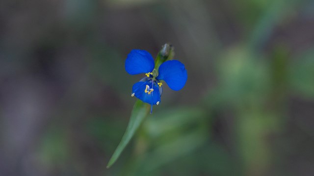  Close-up of a Birdbill Dayflower, showcasing its 3 vibrant blue petals and delicate yellow stamens.