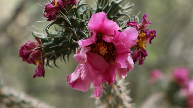 Close-up of a Cane Cholla plant in bloom, featuring spiny, green stems and bright purple flowers