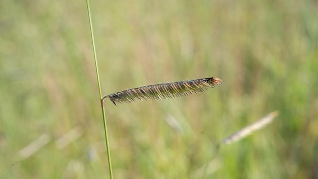 Close-up of a seed head of Blue Grama Grass, showcasing its distinctive, curved, eyelash-like shape