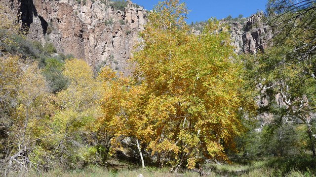 Arizona Sycamore tree in autumn, showcasing its distinctive white and mottled gray bark.