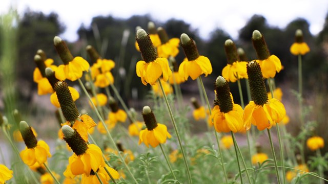 Group of yellow prairie coneflowers