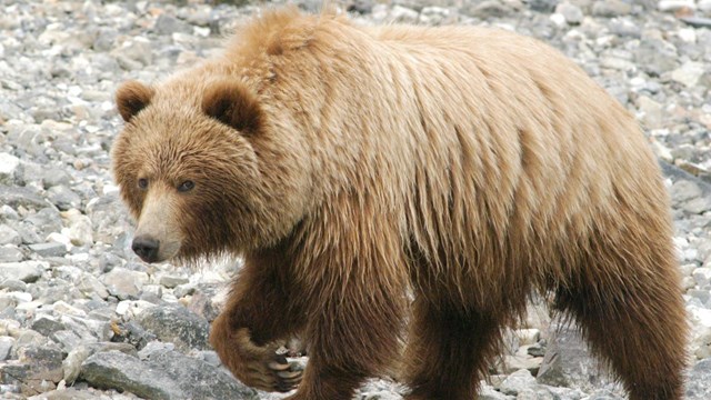 brown bear walks the beach