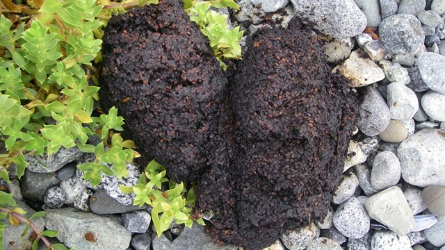 bear scat