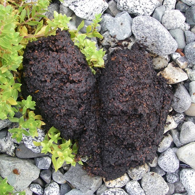 bear scat