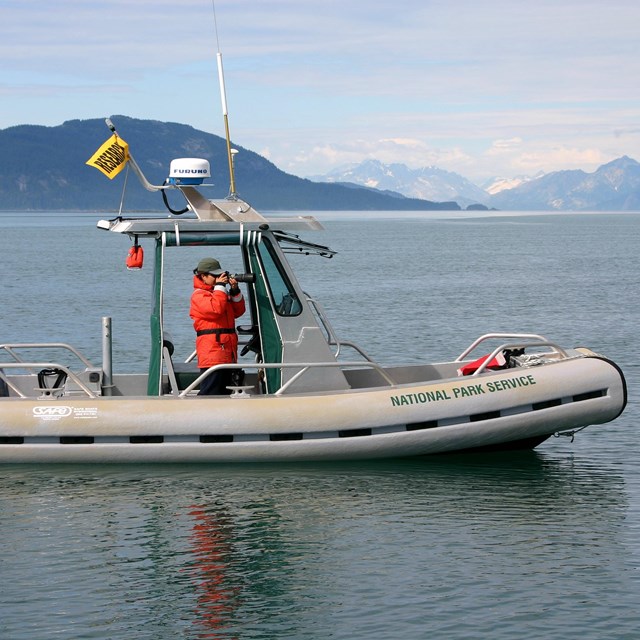 Over 30 years of whale research