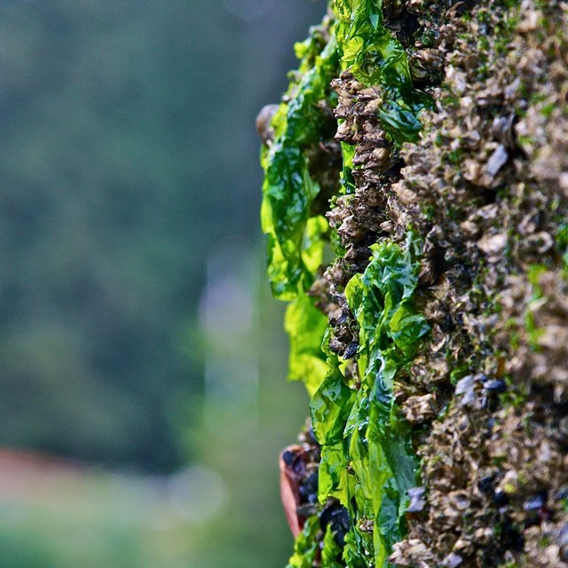 bright green seaweed on the side of a dock with mussels