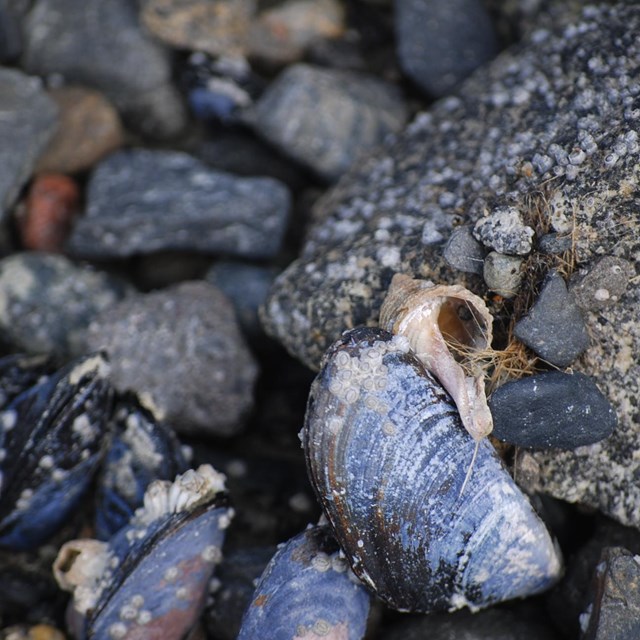 a collection of mussels on a rock