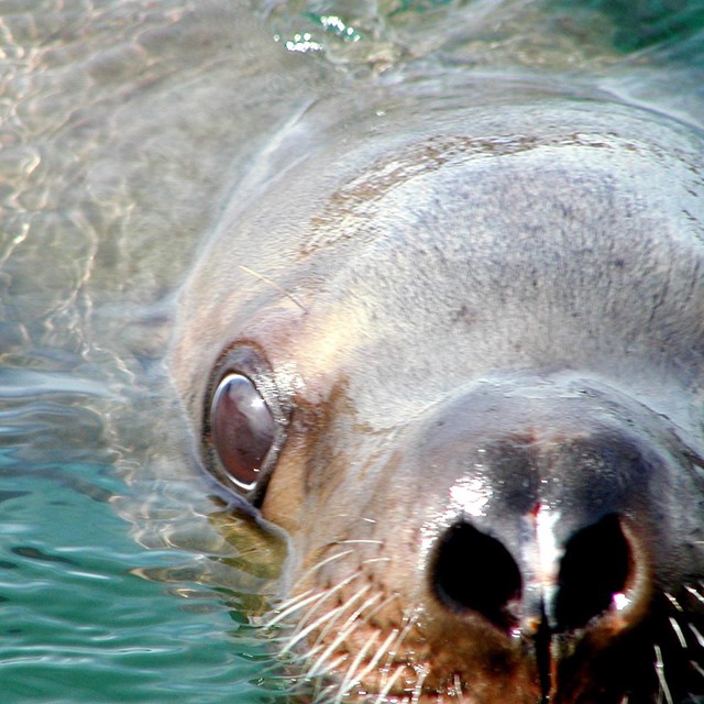 Listen to Glacier Bay