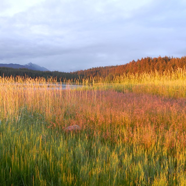 a field of tall grass at sunset