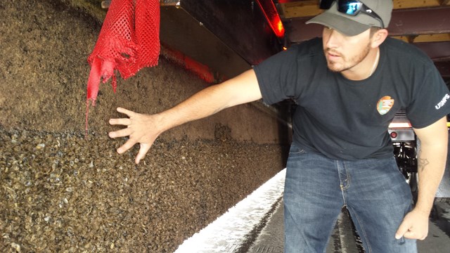 Ranger runs his hand over dry-docked boat hull completely covered in mussels