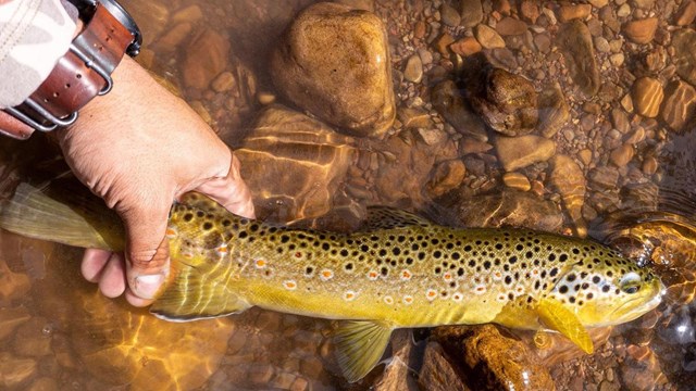 A long, spotted fish in shallow water. Human hand holds tail.