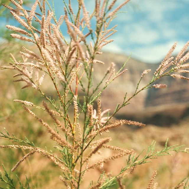 A close up of a thin green plant with light tan seedpods at the ends of the branches.