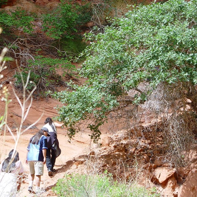 Three hikers climb a hill