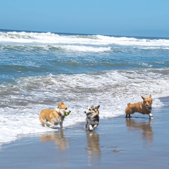 3 corgis run through water at beach