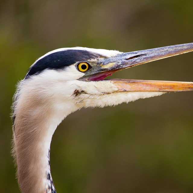 Bird species found at Tennessee Valley