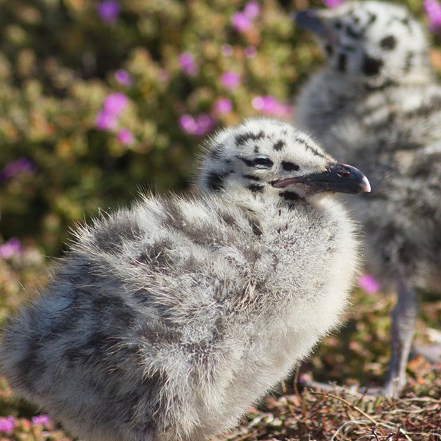 Fuzzy fledgeling on Alcatraz.