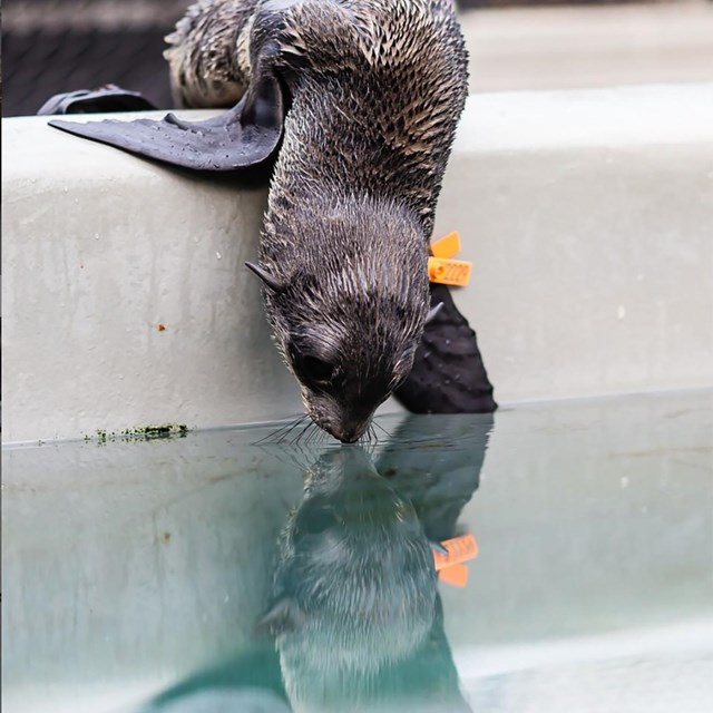 A baby seal hangs over pools edge, nose to nose with its reflection in the water