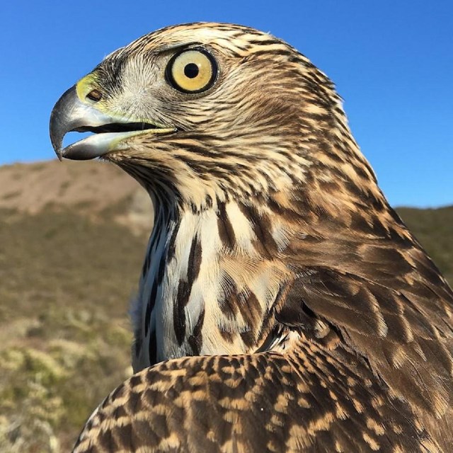 A turkey vulture soars within the Marin Headlands