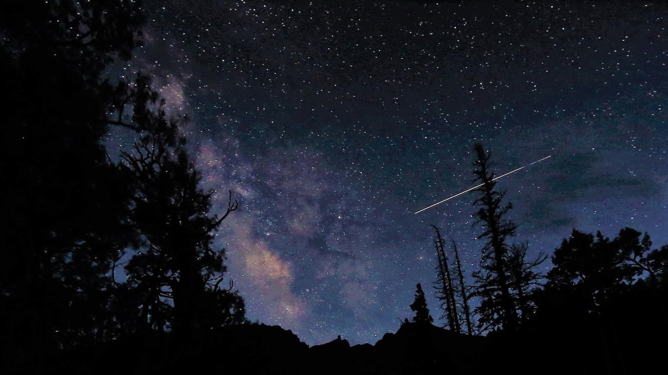 Black foreground of tree silhouettes, with a dark purple sky dotted with stars and the Milky Way