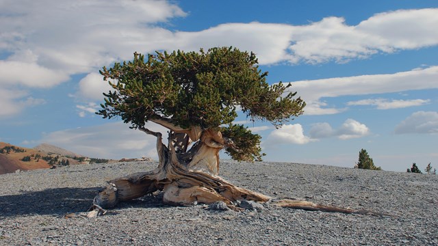 A light brown, gnarled tree with many green needles emerges from a shaley mountaintop.