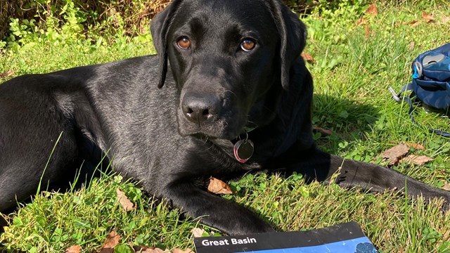 Black dog with map of Great Basin