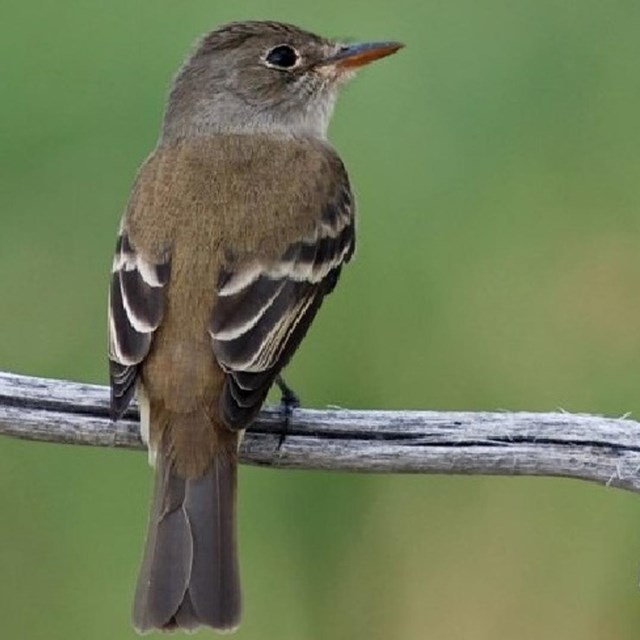 A photo of the backside of a medium sized olive bird sitting on a branch. 