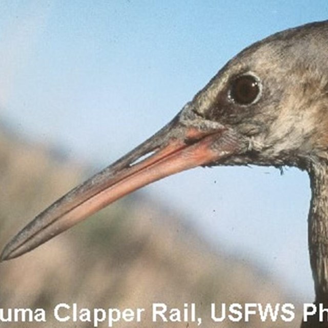 A close up photo of the head of a bird whose beak is longer then its head.