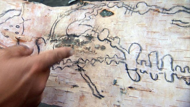 A finger points to charcoal lines on a length of birch bark.