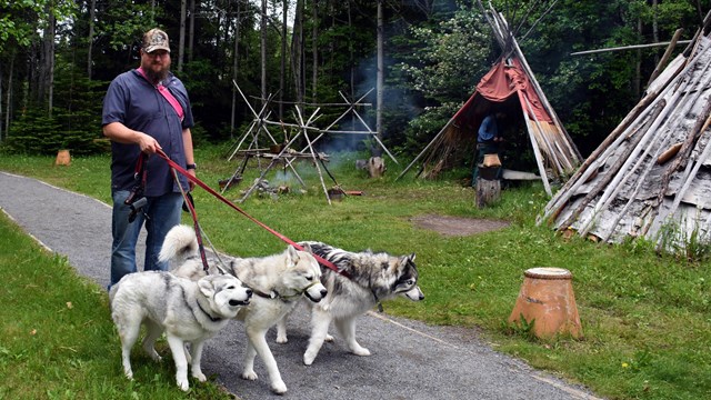 A person with three dogs walking along a path near birch lodges.