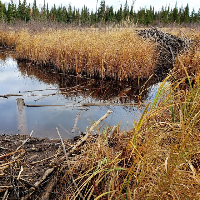 A pond behind a dam of sticks and mud, next to a beaver lodge made of sticks and mud.