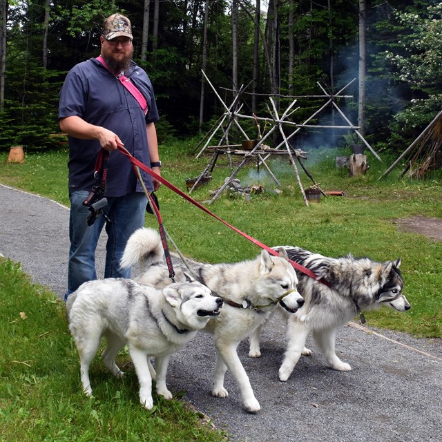 A person walking three huskies on leash in front of a birch lodge.