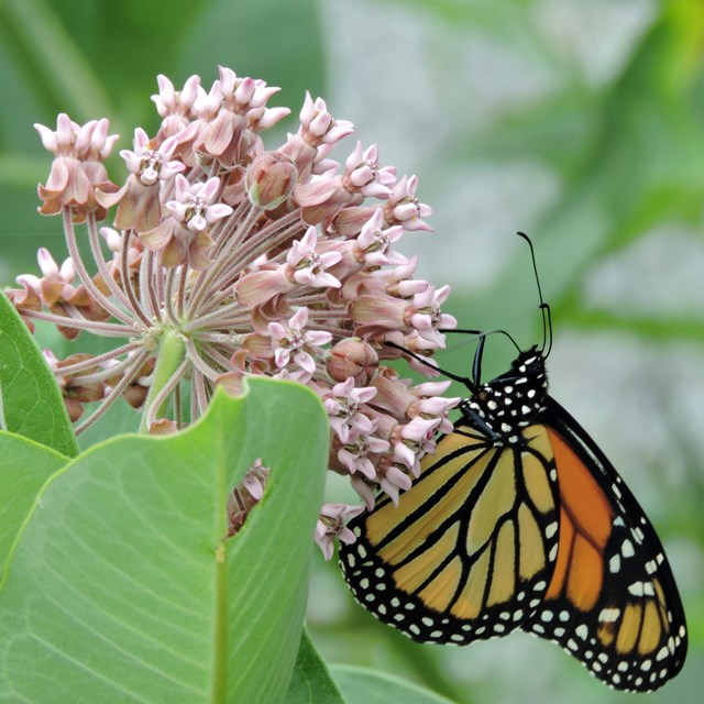 An orange and black butterfly on a globe-shaped pink flower.