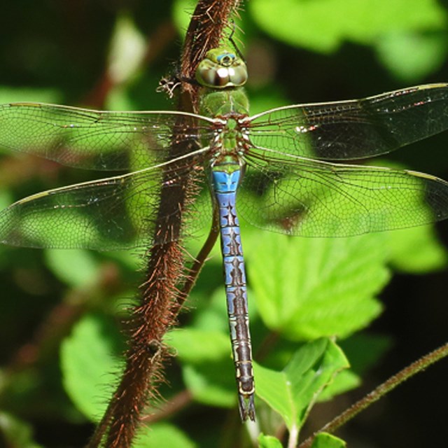 A dragonfly.