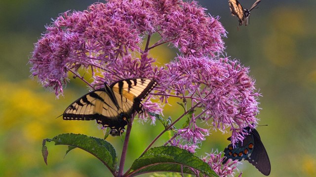 A few butterflies on a purple flowering plant.