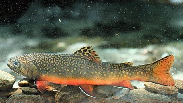 A brook trout with a bright orange belly.