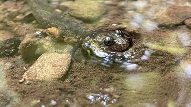 A salamander with its eyes just above the surface of a water pool.