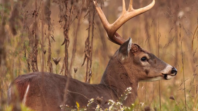 A buck deer with large antlers in tall grass.
