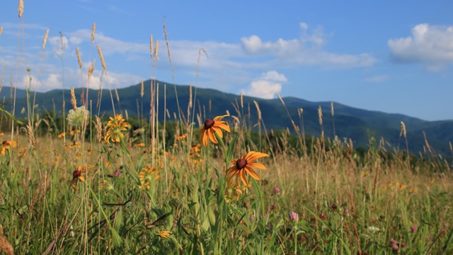 A paved road, fence, and field in the foreground with rolling mountains on the horizon.