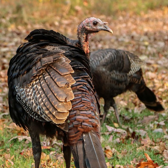 Two turkeys in a field with leaf litter around them.