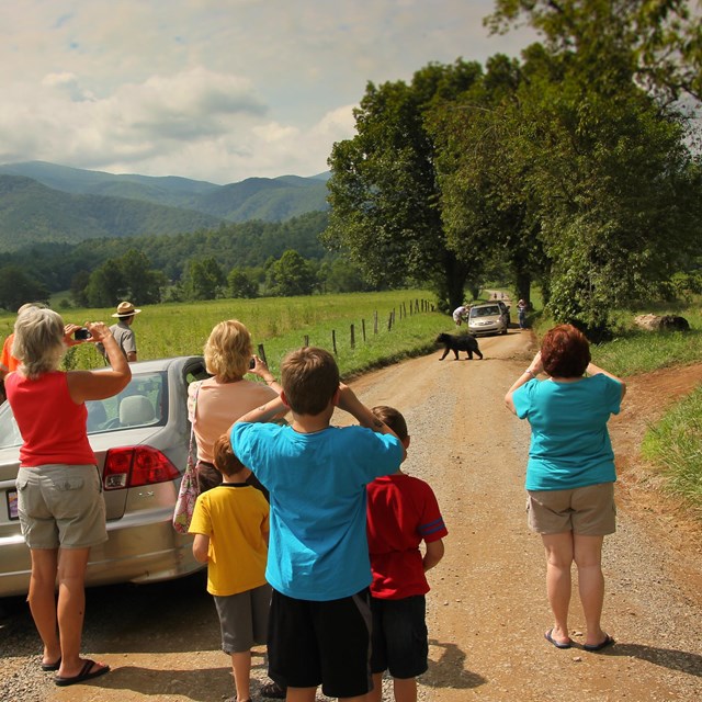 People crowding in a roadway watching a black bear cross.