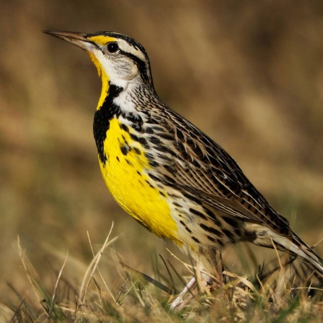 A meadow lark, a yellow and black bird, standing in grass.