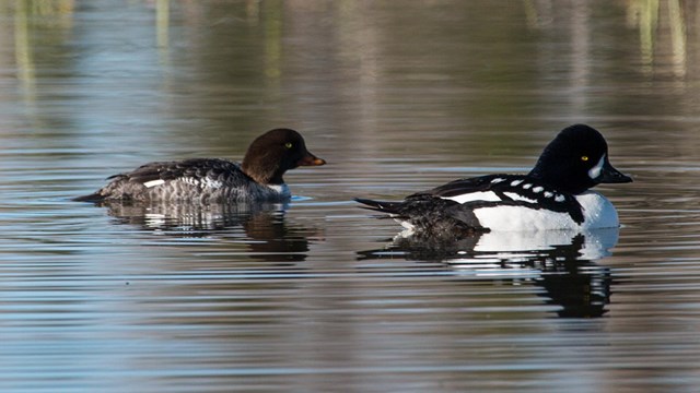 Two ducks swimming 