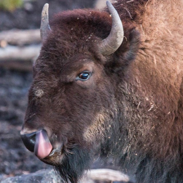 american bison