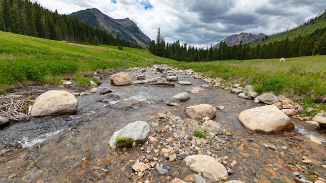 A small, clear mountain stream flowing around boulders, flanked by grass and forest.