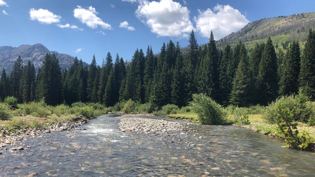 Wide, shallow river lined by tall dark green conifers.