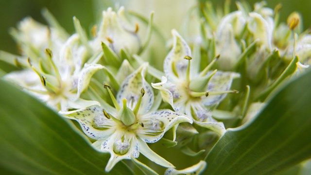 Close up of greenish-white flower with purple specks on its petals.