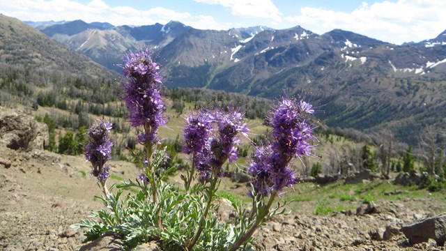 Purple flowers on an alpine ridge.