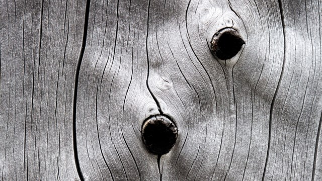 Weathered, silver bark on a dead lodgepole pine tree