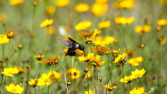 Hummingbird on flower