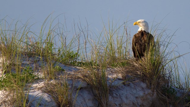 Eagle on sand dune